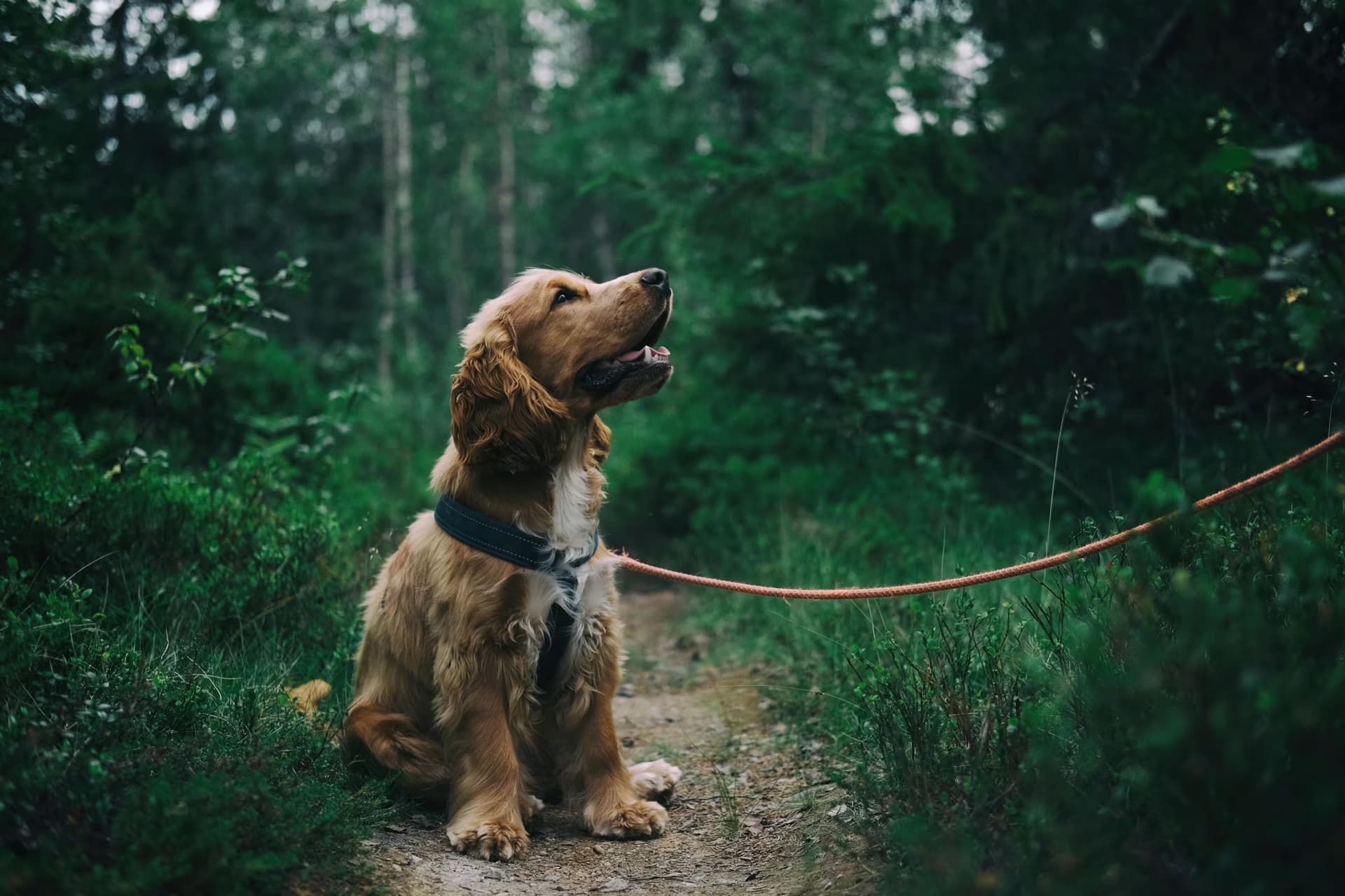 How to Keep Your Dog Happy and Active