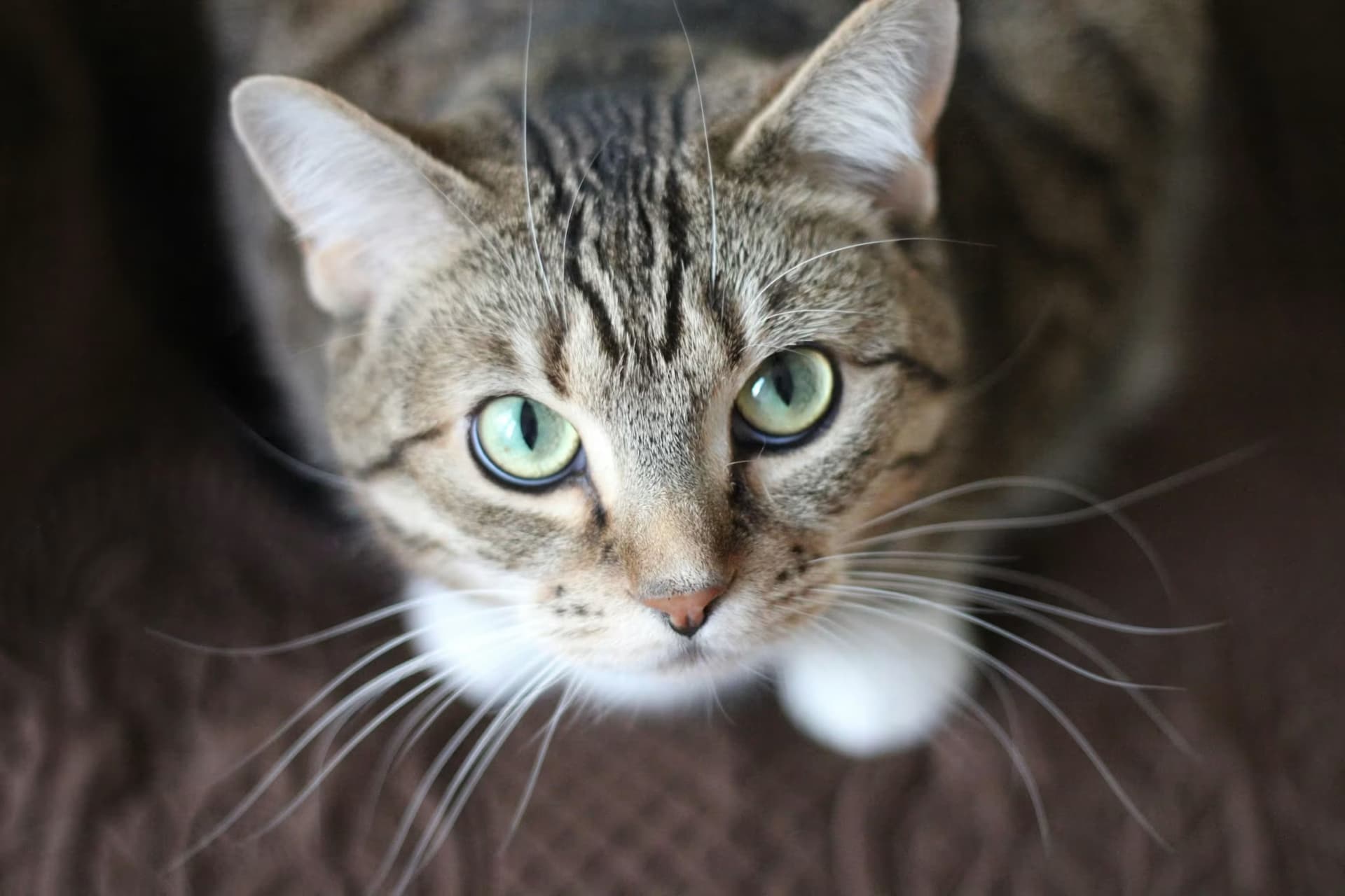 Essential Care Tips for Indoor Cats